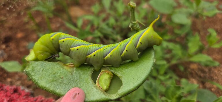 అచెరోంటియా స్టైక్స్ (వెస్ట్‌వుడ్)
