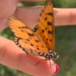 టానీ కోస్టర్ (అక్రేయా టెర్ప్సికోర్