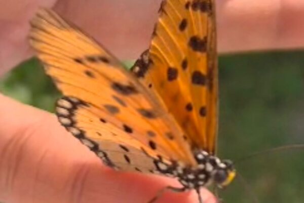 టానీ కోస్టర్ (అక్రేయా టెర్ప్సికోర్