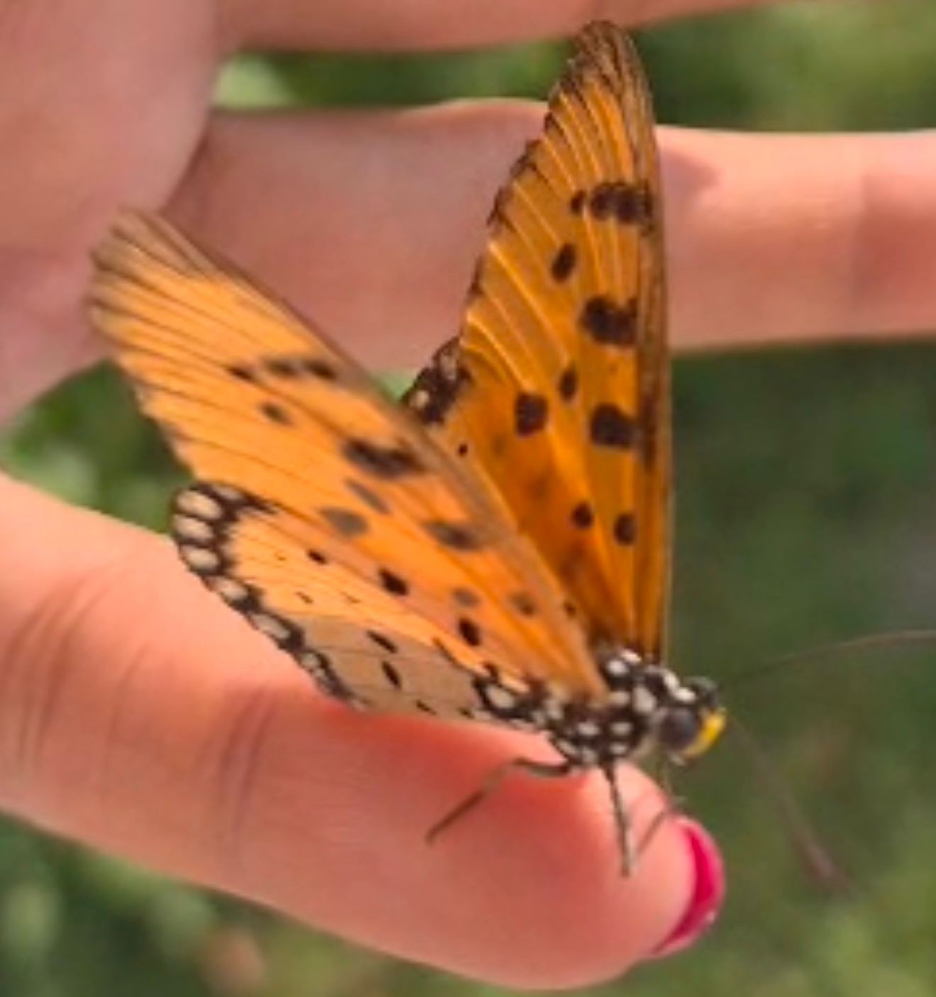 టానీ కోస్టర్ (అక్రేయా టెర్ప్సికోర్