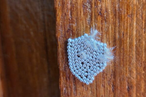 Rhinocoris Species Assassin bug eggs on wall