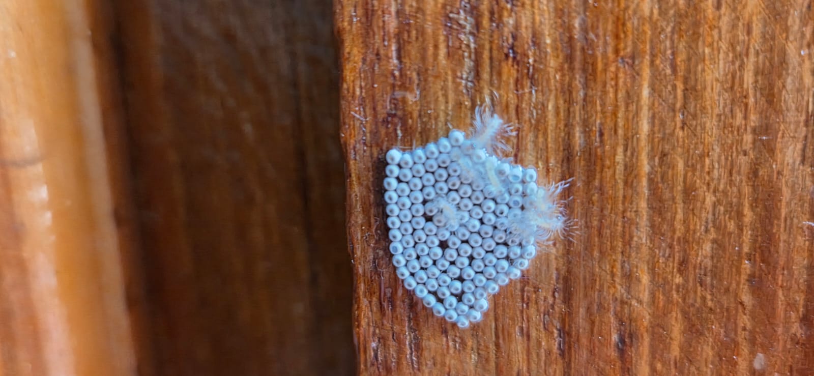 Rhinocoris Species Assassin bug eggs on wall