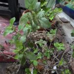 ఓసిమమ్ టెనుఫ్లోరం దీనినే హోలీ బాసిల్ అని కూడా పిలుస్తారు. ఇది ఔషధ గుణాలు కలిగిన ఒక చిన్న పొద.