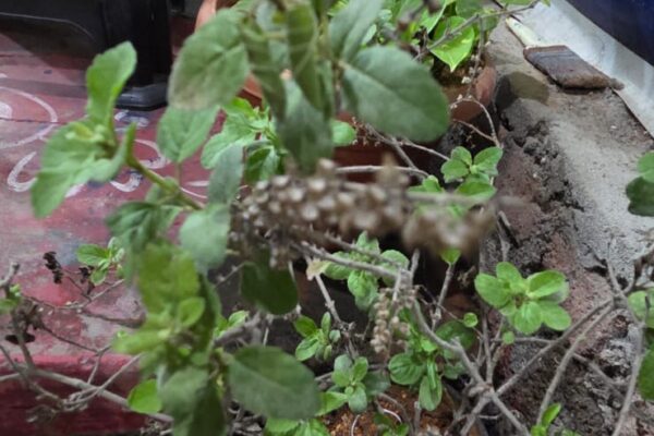 ఓసిమమ్ టెనుఫ్లోరం దీనినే హోలీ బాసిల్ అని కూడా పిలుస్తారు. ఇది ఔషధ గుణాలు కలిగిన ఒక చిన్న పొద.