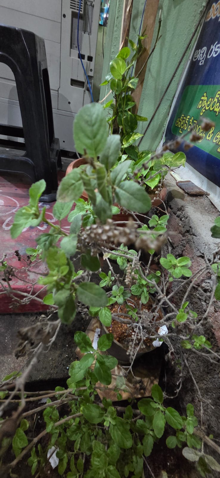 ఓసిమమ్ టెనుఫ్లోరం దీనినే హోలీ బాసిల్ అని కూడా పిలుస్తారు. ఇది ఔషధ గుణాలు కలిగిన ఒక చిన్న పొద.