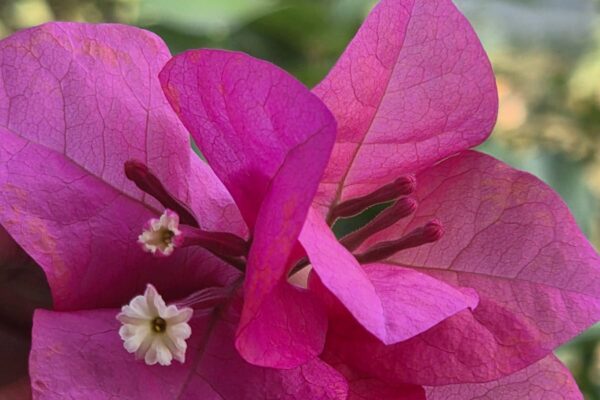 "ముదురు గులాబీ రంగు కాగితపు పూలతో నిండిన బౌగెన్‌విల్లా గ్లాబ్రా మొక్క