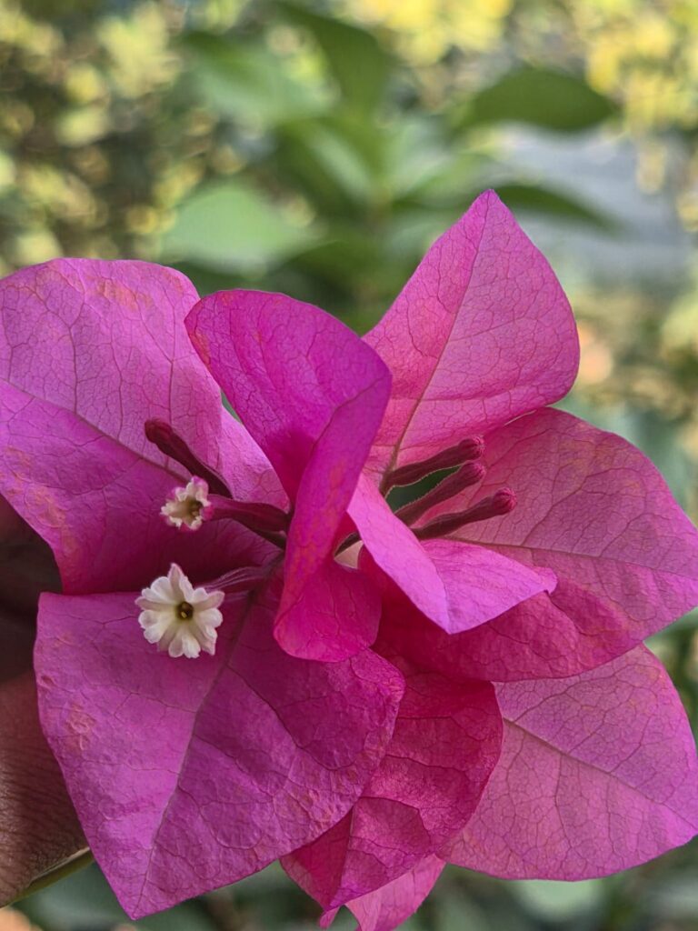 "ముదురు గులాబీ రంగు కాగితపు పూలతో నిండిన బౌగెన్‌విల్లా గ్లాబ్రా మొక్క