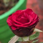 "ప్రకృతి అందం: మంచు బిందువుల మెరుపుతో కూడిన అందమైన రెడ్ రోజ్."