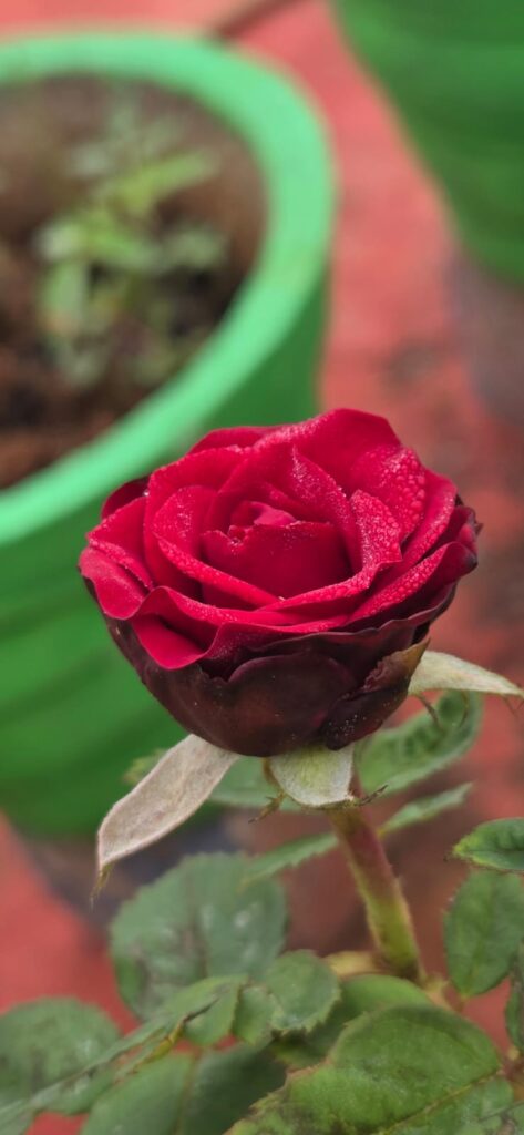 "ప్రకృతి అందం: మంచు బిందువుల మెరుపుతో కూడిన అందమైన రెడ్ రోజ్."