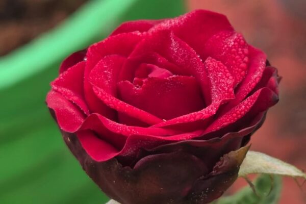 "ప్రకృతి అందం: మంచు బిందువుల మెరుపుతో కూడిన అందమైన రెడ్ రోజ్."